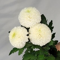 앤드플라워 생화택배 꽃정기구독 꽃정기배송 꽃배달싼곳 꽃다발 화훼농가돕기 꽃화병 생일꽃다발 꽃배달, 12. 노란퐁퐁 3송이