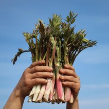 땅두릅 산지직송 제철 두릅 봄 채소, 눈꽃땅두릅1kg