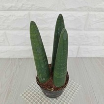 MDF5443 스투키 스투키키우기 실내공기정화식물 공기청정식물 ()