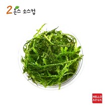 헬로아쿠아 모음)초보수초 200종모음전 쉬운수초 어항장식 열대어 어항꾸미기 수족관꾸미기, 72번) 윌로 모스 소스컵포장 1컵