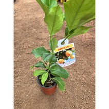 [근이네식물원] 레몬나무/진짜노란레몬/ 소, 1개