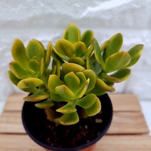 노랑 황금염좌 예쁘게 자란 크라슐라 속 염자 다육1-35, 단품