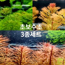 플랜츠마스터(수초주인장) 초보 수초 3종세트 (암브리아 레드카붐바 판타날 레드 핀네이드), 1