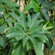 묘목/황칠나무/ 키 100cm M286