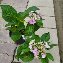 봄바람가든 은하수국 15cm포트 꼼꼼한포장 수국은하 블루수국 핑크수국 월동수국 밀키웨이블루 수국키우기 수입수국