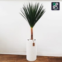 [서울/경기 당일배송]먼지정화 식물 드라코 개업 인사 축하 선물 드라세나드라코 대형 화분, 15000원 추가지역