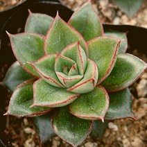 모노케로티스 예쁜 다육 랜덤 1128-04, 단품