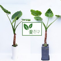 꽃친구 알로카시아 소형 중형 대형 개업 축하 화분 전국 당일배송, 알로카시아 사각분, 기본받침