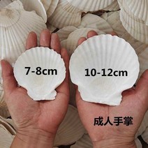 악세사리 트레이 가리비 껍질 반지 귀걸이 수제 화이트 레드 크기 찐 하와이안 하프 쉘 대형 트레이 쉘 반지 귀걸이, 9. 흰색 가리비 8-9cm 100강아지