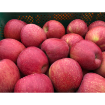 영천 청년농부 경북 꿀부사 5kg 10kg, 5kg정품사과, 중과(16~19과)