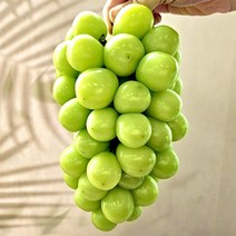 [믿고먹는 메리네마켓] 샤인머스켓 망고포도 포도 꿀당도 당도선별 가정용 선물세트, 선물용 샤인 (특) 2kg 보자기포함