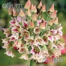 알리움 구근 2022년 입고 금강원예, 허니릴리(5구)