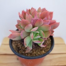 러우철화 다육이 계절 옷을 입는 다유기 봄 다육식물130 랜덤, 단품