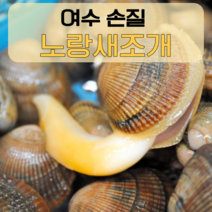 깨끗이 손질 된 새조개 여수 노랑새조개 500g 1kg 급랭, 노랑(4인분)1kg+담백육수