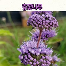 층꽃나무(4치 포트) 야생화 모종 / 노지월동 야생화, 1개