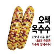 오색 찰옥수수씨앗 100립, 1개