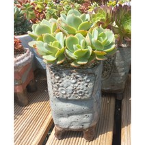 늘꽃다육 비치후리대. 분체배송. 키우기쉬운국민다육 다육식물 다육 다육이 화분