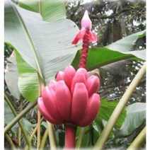 핑크바나나 어린묘 모종( 분홍바나나 어린묘 모종) 2개/15센치분 중품, 1개