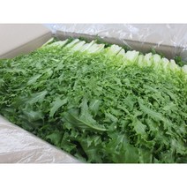 [특급] 싱싱한 치커리 500g 1kg, 치커리 1kg