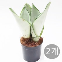 도도팜 1+1 스파트필름/ 호야 테이블야자 고무나무 행운목 스킨답서스 아이비 천냥금 파키라 율마 금전수 나도풍란 리사호야 금전수 보석금전수 문샤인 스투키 토분 공기정화식물, 28. (2개)문샤인(3촉) 1개