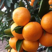 제주 하우스 감귤 3kg 31-40과, 단품