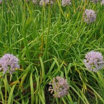 두메부추 부추 셀러드 야채 채소 씨 종자 씨앗 100립, 쿠팡 블루스토어 본상품선택