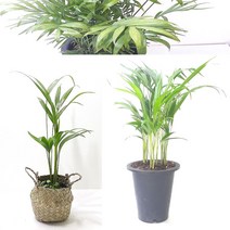 아레카야자 공기정화 실내 집에서키우기쉬운식물 거실화초 야레카야자 해초 카페인테리어소품, (소)