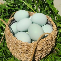 청란 청계알 청계란 특란 20구 40구 무항생제 유정란, 청계유정란 40구 (+14,000원)