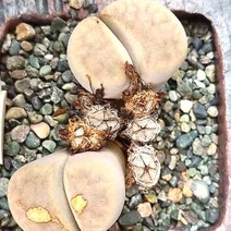 리톱스 카라스몬타나 다육이 예쁜 다육 상처랜덤2-10, 단품