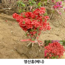 철쭉 영산홍빨강