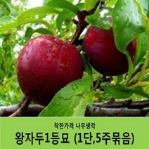 착한가격 나무생각 자두묘목 묶음상품, 왕자두(1단5주묶음)