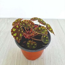 타이거베고니아 베고니아 키우기쉬운, 오차드몰 본상품선택