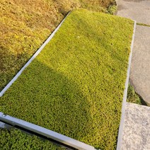 조경용 이끼 30cm * 60cm (모판 채 배송) 야외 햇볕에 강한 서리이끼, 5판