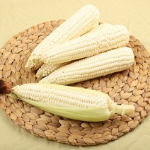 찰옥수수 산지 강원도 정선 영월에서 키운 친환경 미백 햇 찰옥수수, 30개
