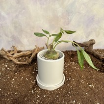 [광합성] 돌스테니아 잔지바리카 소, 1.식물만