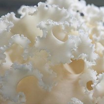 국내산 무농약 재배 생꽃송이버섯 1kg 부모님 명절선물 약용 슈퍼푸드