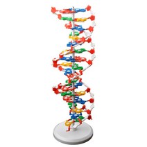 분자 세트 구조 DNA 유전자 이중나선 모형 분해조립식 모델, DNA 이중 나선 구조 모형 높이 60cm