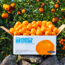 제주 하우스 감귤 12브릭스 고당도 선별, 선물세트 4.5kg (중과)