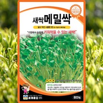새싹메밀 씨앗 새싹메밀 씨 종자 800립, 단품