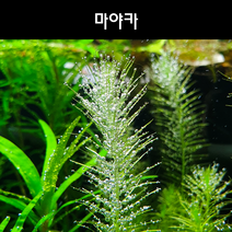[수초아쿠아] 마야카 / 부드럽고 미세한 잎이 은신처로, 5촉