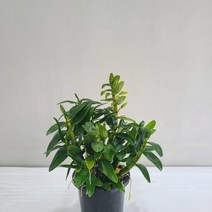 백색석곡 실내공기정화식물 반려식물 플랜테리어