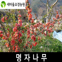 명자나무 명자나무묘목 꽃나무묘목 울타리용나무, 1개