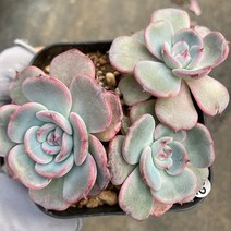 [다육이아지트]아우렌시스