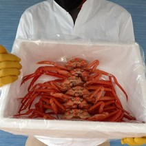 포항 구룡포홍게 연지홍게 자숙홍게 3kg, 라면용 연지홍게 3kg_10마리