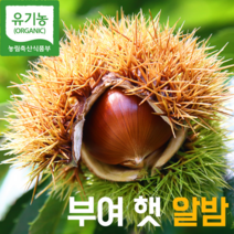 [국내산] 유기농 밤나무를 털어왔어요! 최대 산지 충남 부여 밤 햇밤, 햇알밤 중과 1kg(개당 2g 내외)
