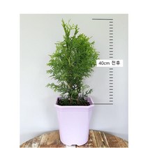 킹오브브라반트 빨리 자라는 속성수 120L포트묘/ D.T화분묘 조경수 직립미측백 서울농원묘목, 킹오브브라반트 D.T화분묘, 1개