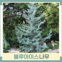 블루아이스나무 묘목 접목1년생 포트묘 1개