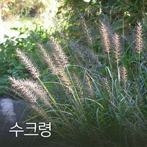 코리아팜 수크령1kg