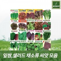 쌈 샐러드 채소류 씨앗 모음, 15. 상추진빨롤라6000립