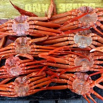 울진 후포리 자연산 홍게 선주/산지직송 붉은대게 자숙 당일조업, 프리미엄 연지홍게 3kg[10]-12마리], 1개